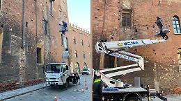 Chiusura dei punti di nidificazione al Palazzo Comunale