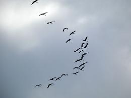Le gru cenerine in migrazione solcano il cielo sopra il Po