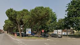 Pini marittimi da abbattere, scoppia il caso nel parcheggio delle scuole