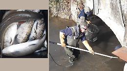 Salvataggio in acqua: quintali di pesci messi in salvo prima dei lavori