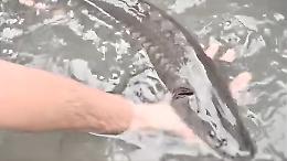 I cinquecento storioni diventano star da film