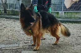 &laquo;Tanti cani nelle gabbie, Hope &egrave; senza casa&raquo;