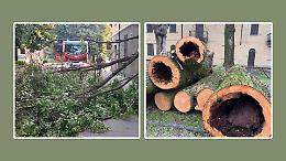 Alberi abbattuti, erano tutti &laquo;pericolosi&raquo;