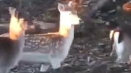 Ecco i daini, per casa il Bertolino