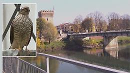 Uno sparviere tra i tetti del centro storico sorprende residenti e passanti