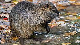 Nutrie a un passo dalle case