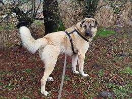 Appello dal canile consortile: servono scorte di cibo per 60 ospiti