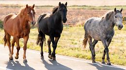 Cavalli in fuga: scontro con un'auto