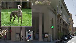 Levriero precipita da 15 metri e muore sul colpo