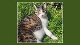 &laquo;Benzina sul gatto? Sono qui da innocente&raquo;