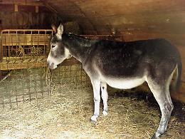 Asino fugge nella notte