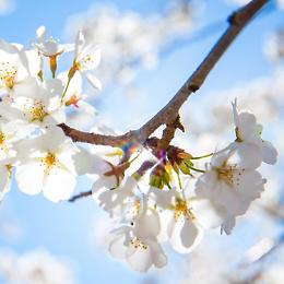 Con la Primavera torna la tradizionale Festa dei Ciliegi in Fiore