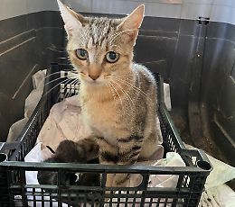 Mamma gatta e quattro cuccioli salvati nel silo