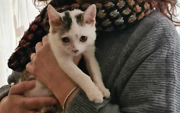 Gatti senza famiglia: al gattile l’operazione «adozioni su misura»