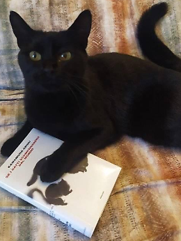 S'infila in un furgone a San Martino del Lago: il gatto Blacky ritrovato venti giorni dopo a Castelvetro