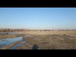 VIDEO Mandria di cinghiali attraversa il Po