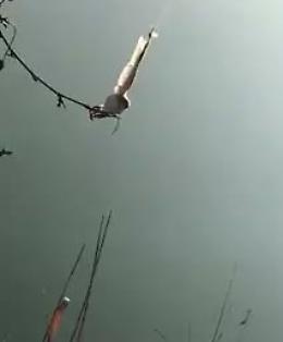 Barbagianni resta impigliato nella riserva di pesca