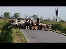 VIDEO L'"esercito della pace" invade le strade