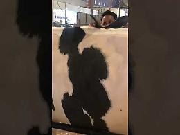 La mucca dal "parrucchiere": anche le Frisone si fanno belle per la Fiera di Cremona