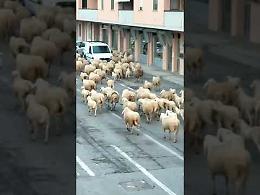 VIDEO Gregge di pecore invade il paese di primo mattino