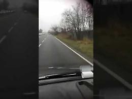 VIDEO I cinghiali filmati in un campo a lato della tangenziale