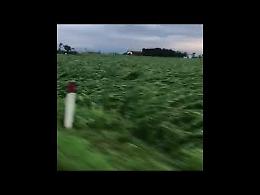 VIDEO Piante di mais abbattute dalla tempesta