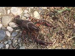 VIDEO Il gambero della Louisiana in via Santa Cristina