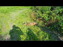 VIDEO La liberazione del capriolo salvato nel canale