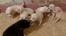 Cuccioli abbandonati appena nati e salvati, dopo un mese stanno tutti bene