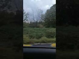 VIDEO Cinghiali alla rotonda di Ca' de' le  Mosche