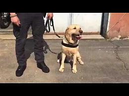 Il video dell'arresto del corriere della droga a Caorso