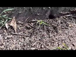 VIDEO - Invasione di formiche nell'area Frazzi