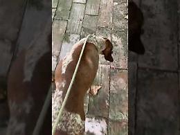 VIDEO Sta meglio Harpo, il cane salvato dopo il morso di una vipera