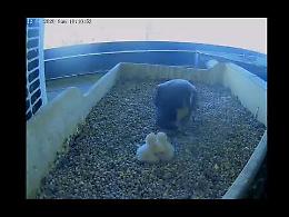 VIDEO Sono nati tre falchetti sul tetto del Pirellone
