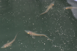 Pescatori di frodo, reti nelle lanche e razzia di storioni