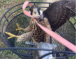 Falco pellegrino, San Bassano si mobilità per salvare il piccolo rapace ferito
