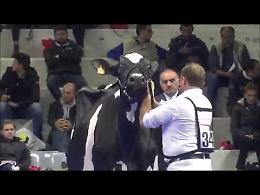 VIDEO Fiere Zootecniche Internazionali di Cremona: la mostra nazionale della Frisona