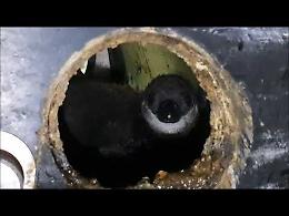 VIDEO Nuovo fiocco nella vasca dei pinguini