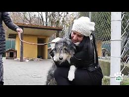 VIDEO L’appello di Lara Magoni: "A Natale adottate un cane" 