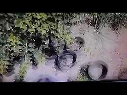 IL VIDEO La piantagione di marijuana scoperta a Monticelli