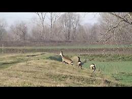 VIDEO Caprioli ripresi nella campagna di Spinadesco