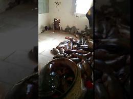 Il video dell'operazione anti bracconaggio ittico