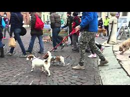 La corsa dei cani alla Maratonina di S. Lucia