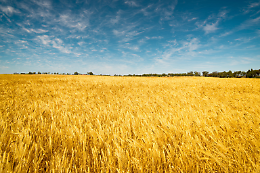 Grano, Giansanti: "Lo sblocco sull'export ucraino scongiura la crisi alimentare globale"