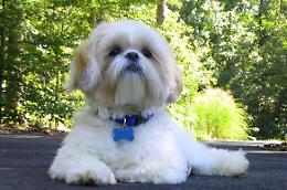 Esposizione canina a Rho
