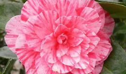 1a mostra della Camelia        
