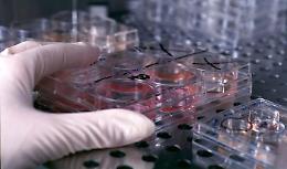 'Chi dice la verità sulle cellule staminali?'