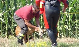 Capriolo finisce nel canale, salvato dai pompieri