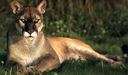 Puma, avvistato sabato sera
Trovate anche le impronte