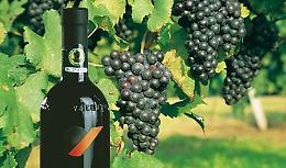 Andar per vigne in Valcalepio domenica 15 settembre